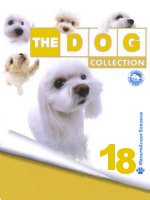 The Dog collection № 18 : Мальтийская болонка